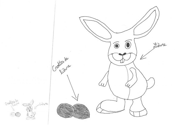 Un indice que le lièvre est passé par ici