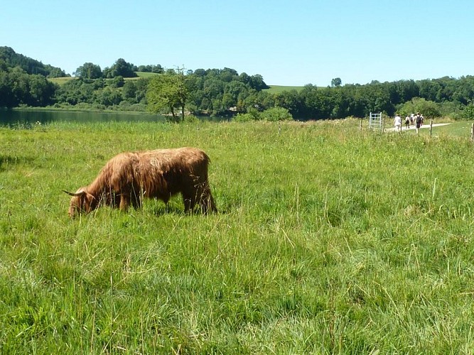 Vache highland cattle (CEN Franche-Comté/ S.Moncorgé)