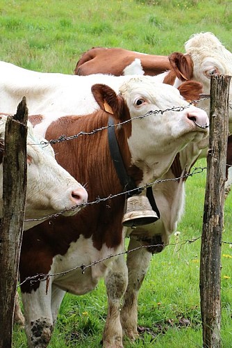 Vaches montbeliardes (CEN franche-Comté / C.Lapprand)