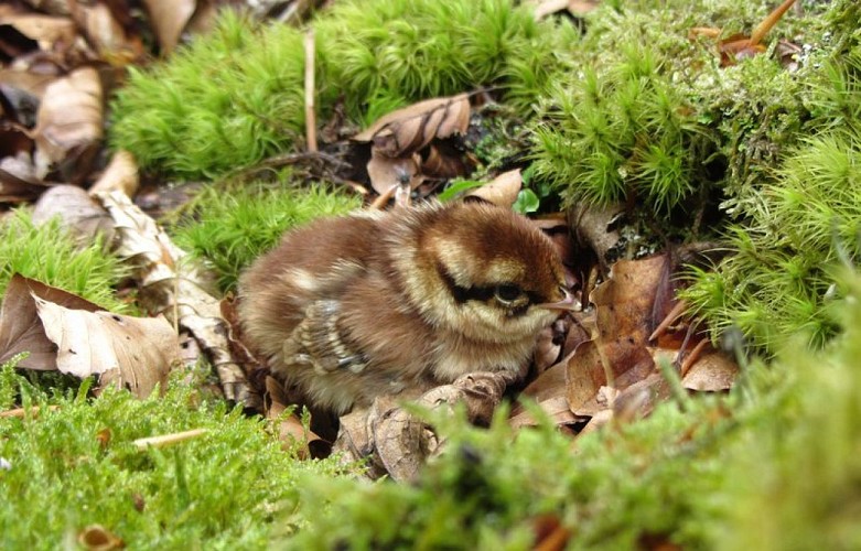 Poussins de Gélinotte des bois