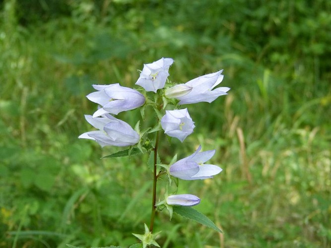 Campanule fausse raiponce