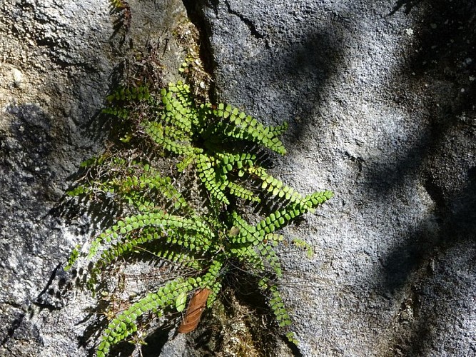 Doradille ou Capillaire des murailles