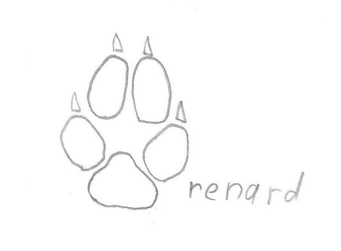 Empreinte de renard