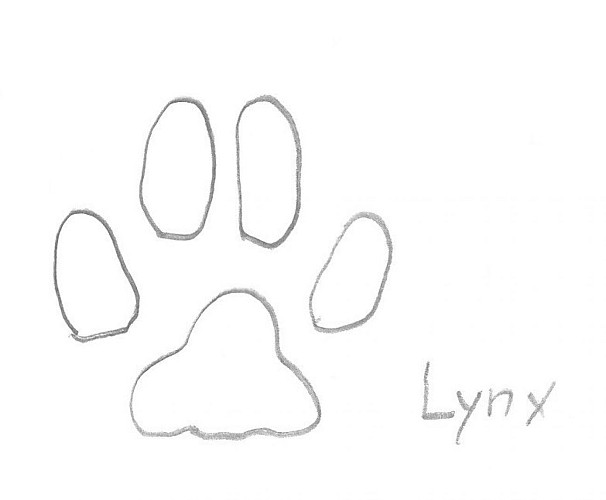 Empreinte de Lynx