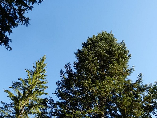 Cimes d'épicéa et de sapin