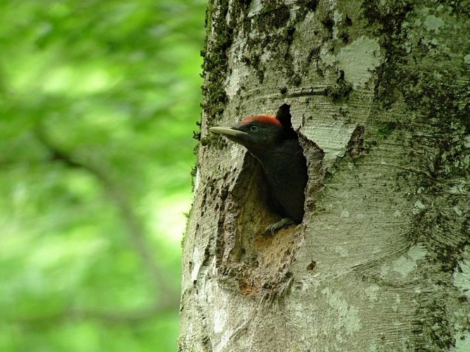 Le Pic noir et le coucou