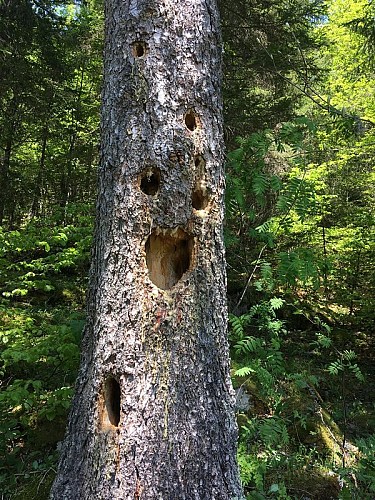 Le pic s'est bien servi dans cet épicéa