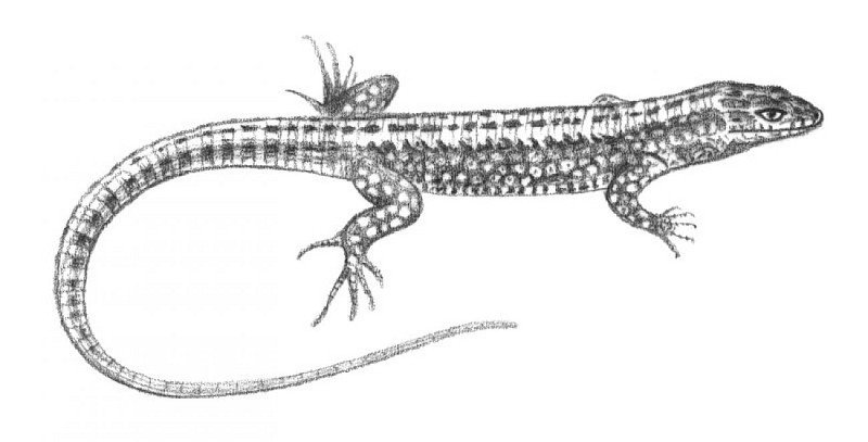 Lézard des murailles