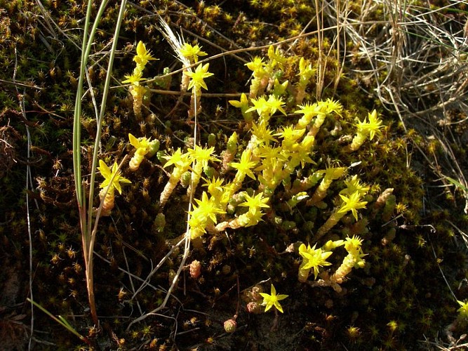 Sedum acre