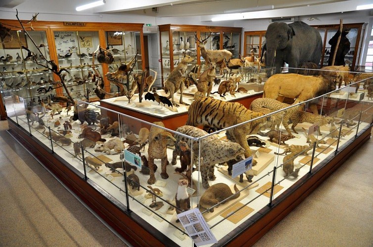 Muséum d'Histoire Naturelle de Montauban