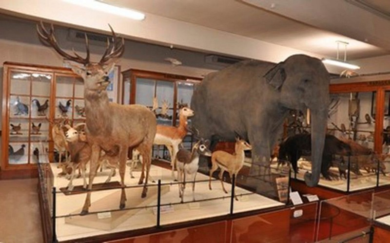 Muséum d'Histoire Naturelle de Montauban