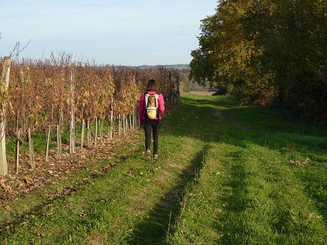 randonnée vignoble aydie vic-bilh