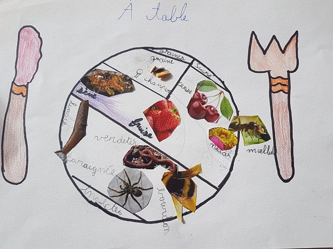 Régime alimentaire de la fourmi