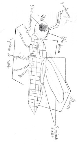 Classification des fourmis