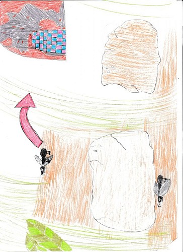 Les castes des fourmis