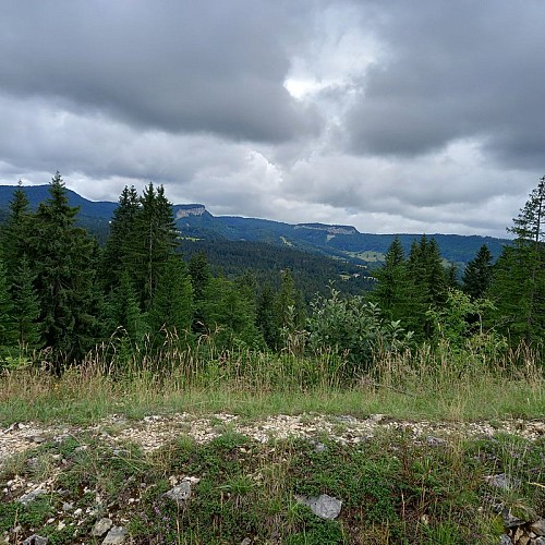 Les castes des fourmis