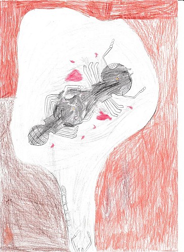 Les castes des fourmis