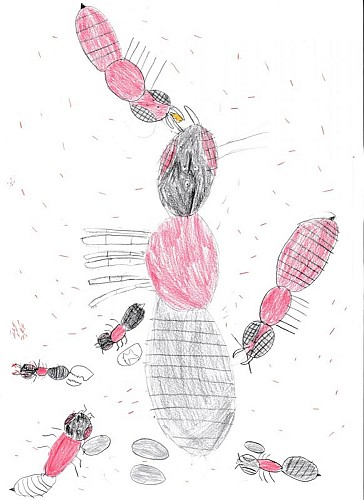 Les castes des fourmis