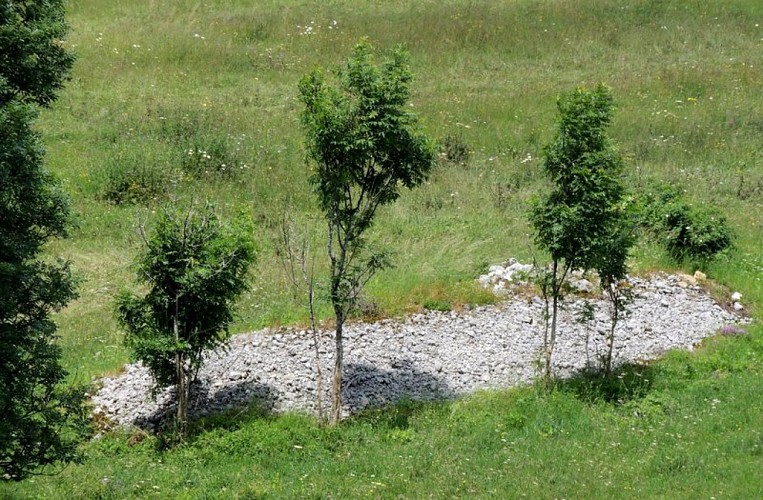 Un murger dans un pâturage