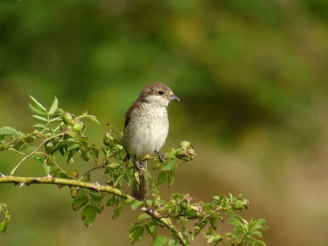 Pie grièche écorcheur femelle