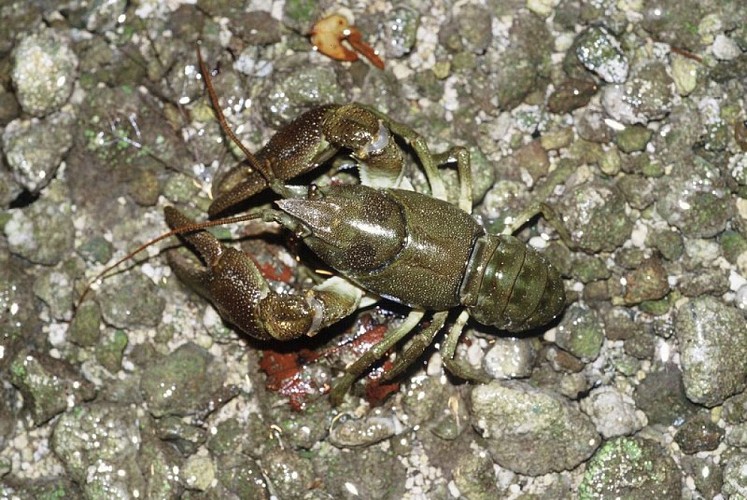 Écrevisse à pattes blanches