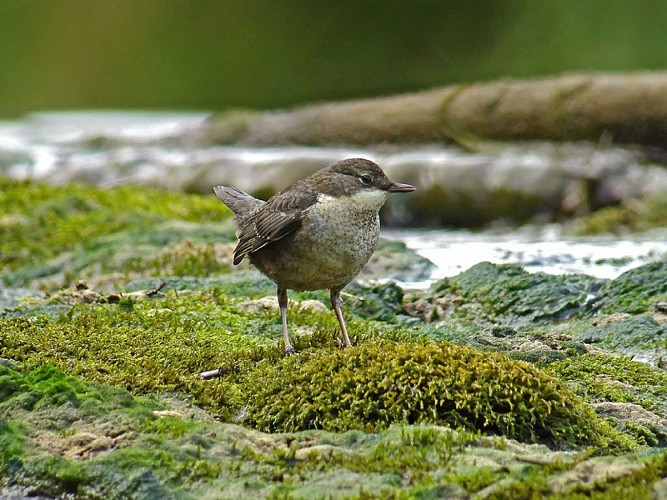 Cincle plongeur juvénile