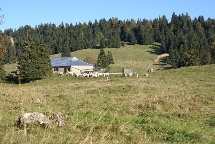 Chalet d’estive/alpage