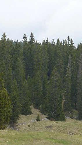 La Forêt du Massacre