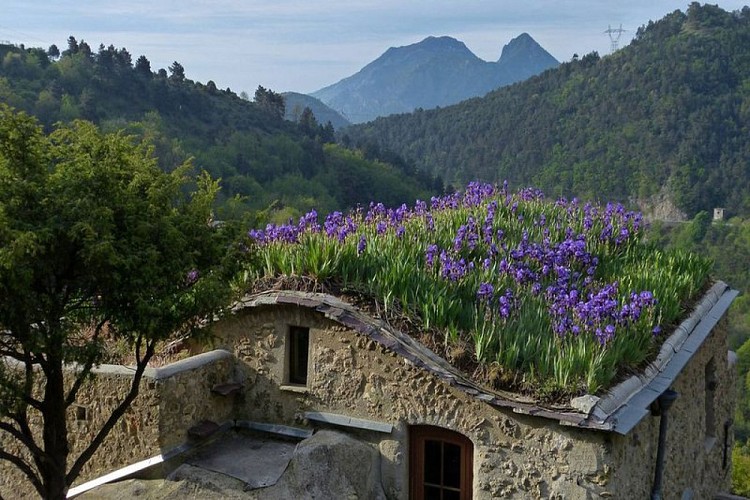 Nombreux iris sur le toit végétalisé et en voûte d'un Casoun à Brouis au mois de mai