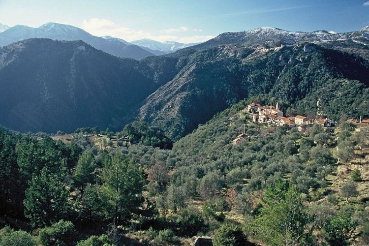 Paysage d'oliveraies devant les villages de Piène-Haute et de Libre au mois de février 1999