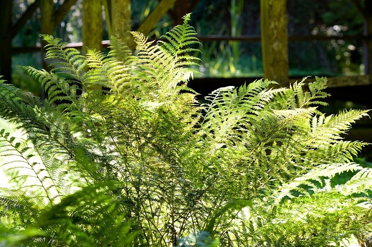 Zone humide de Limac