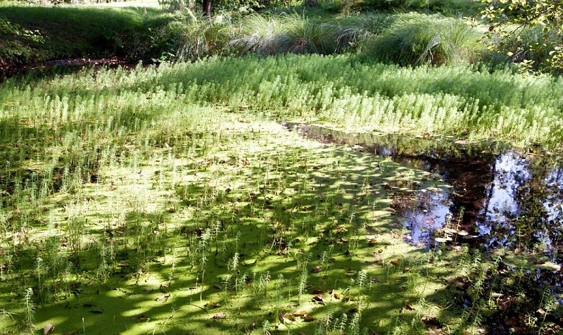 Zone humide de Limac