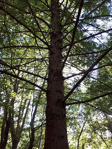 Zone humide de Limac