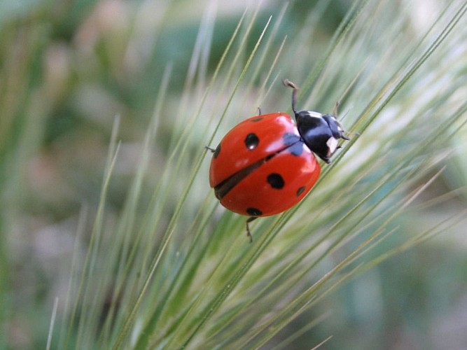GAEC La Coccinelle