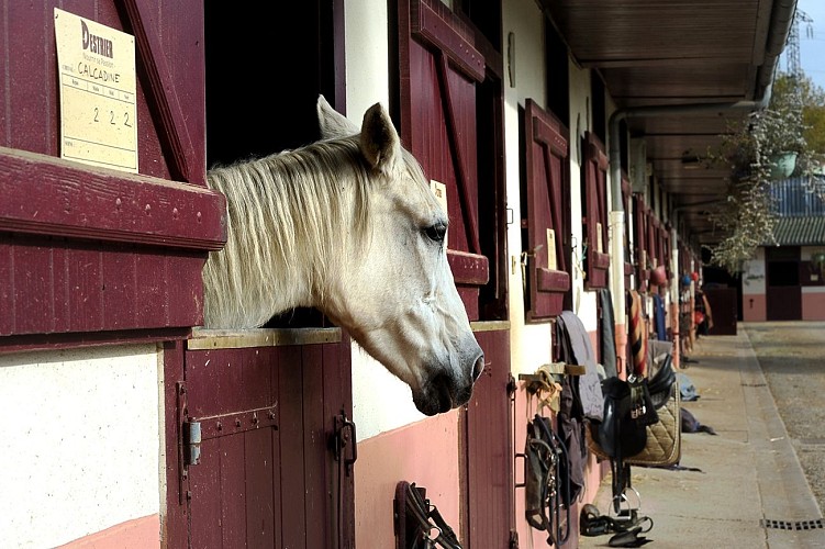 AMBAZAC cheval domaine de muret © Péricat