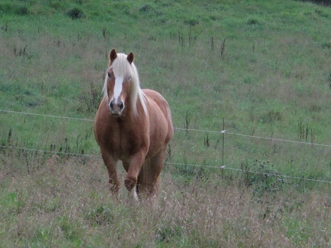 Centre équestre Cheval Pot'Agé