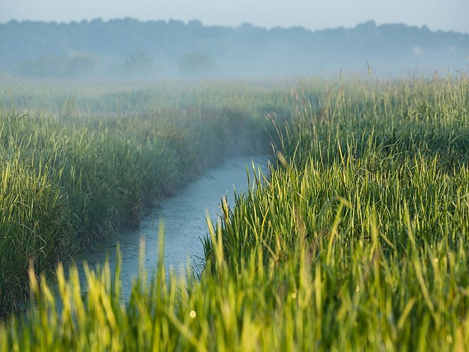 Sur-une-berge-de-la-Touques