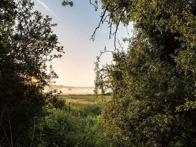 Trouée-dans-une-haie