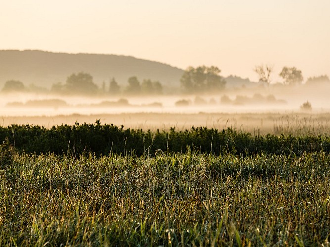 paysage-du-marais