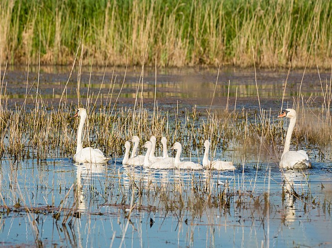 Une-famille-de-cygne-sur-la-mare