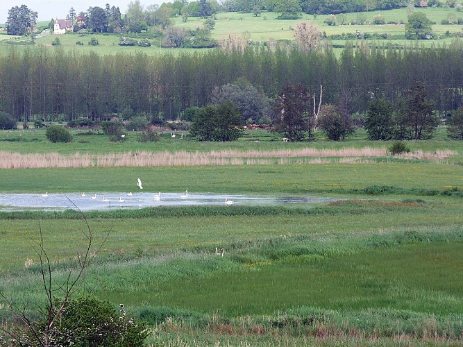 vue-sur-le-marais-©Jolimaitre-Jean-Frédéric