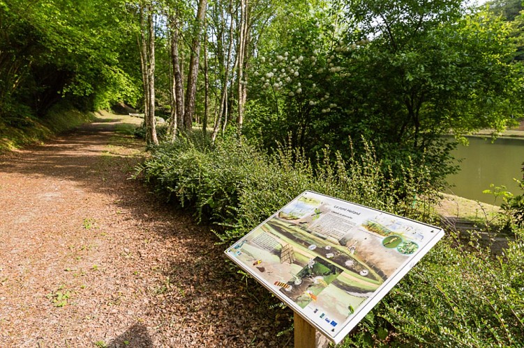 siouville-hague-voie-verte-23-Thierry-Houyel