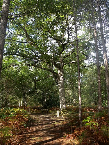 Forêt domaniale de Châtellerault