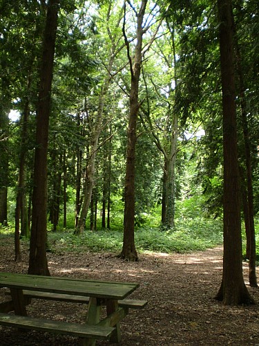 Forêt domaniale de Châtellerault