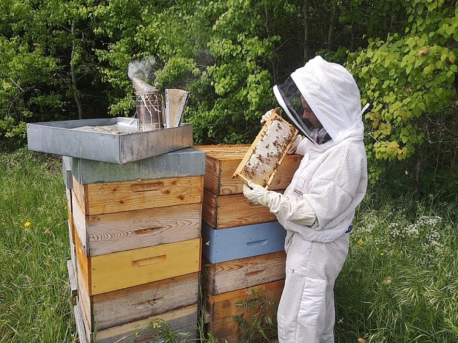 Beekeeper - Rucher de la Colline