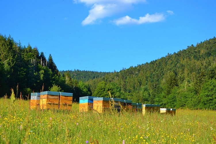 Rucher de la Colline