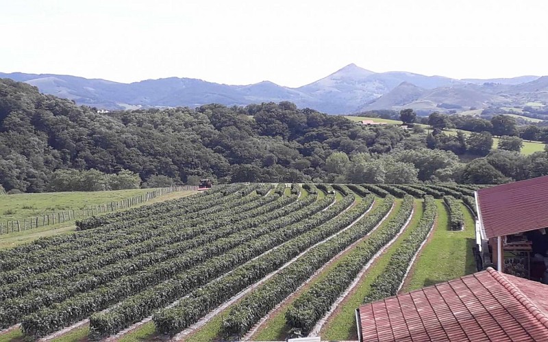 Farm shop - Ferme Okilaua - Ainhoa