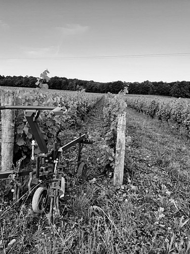 La vigne centenaire "Trotte putain"