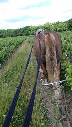 Traction animale dans nos vignes "Trotte-Putain"