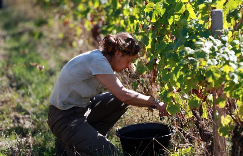 viticulteur_la méchiniere_mareuil-sur-cher